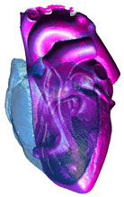 Super Sized Heart for Science and Education